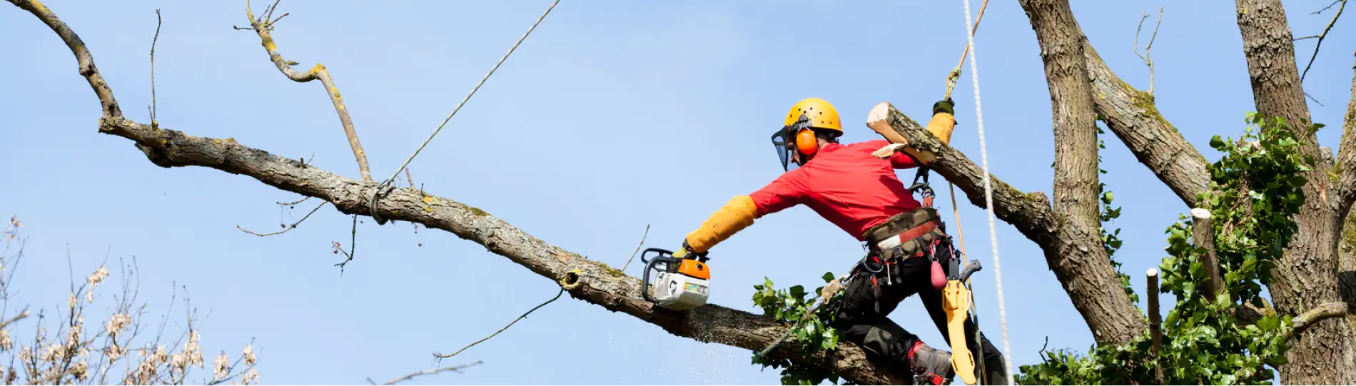 Élagage à Manosque - LE BOUSCATIER & FILS